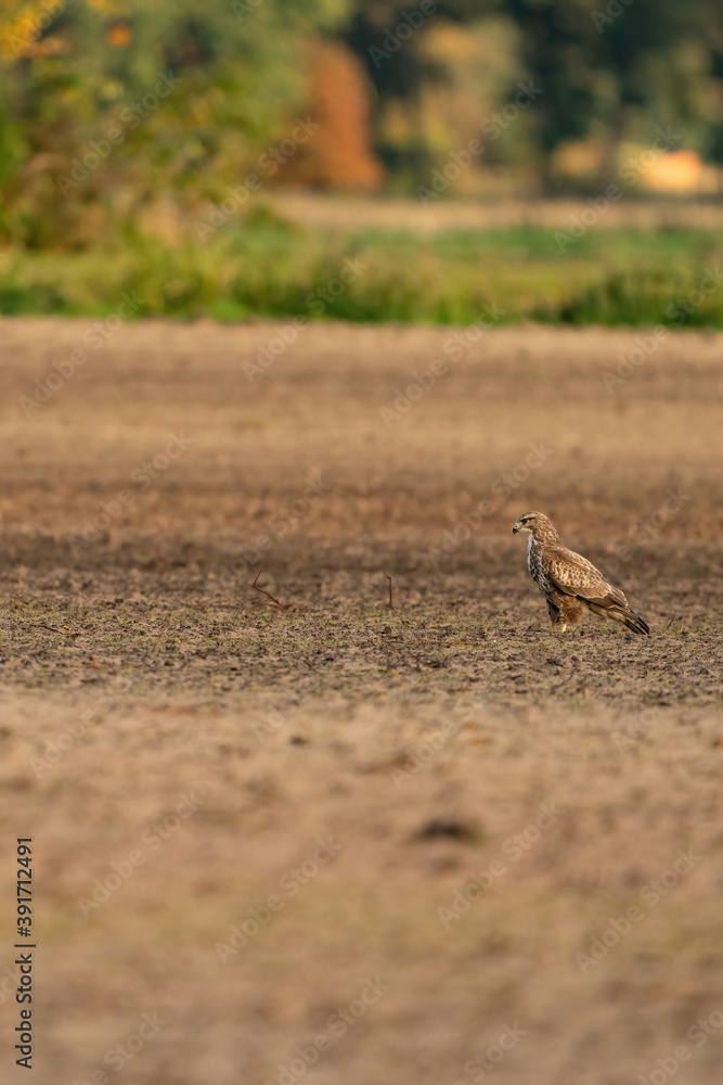 Buzzard bird of prey sits in a pasture in brown sand, buteo buteo. In side view