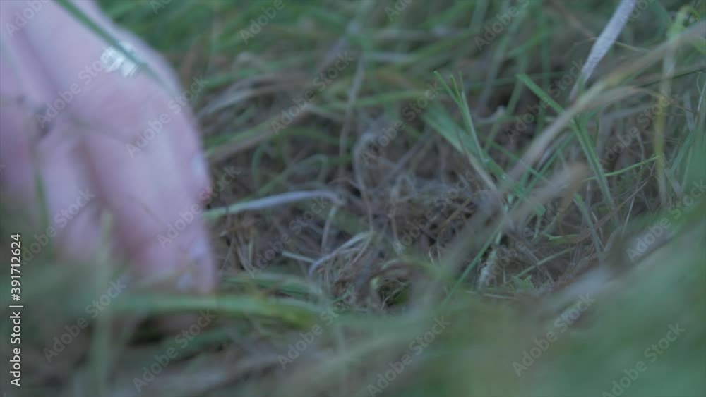 Teenage female hand plants acorn tree seed into ground Teenage female hand plants acorn tree seed into ground