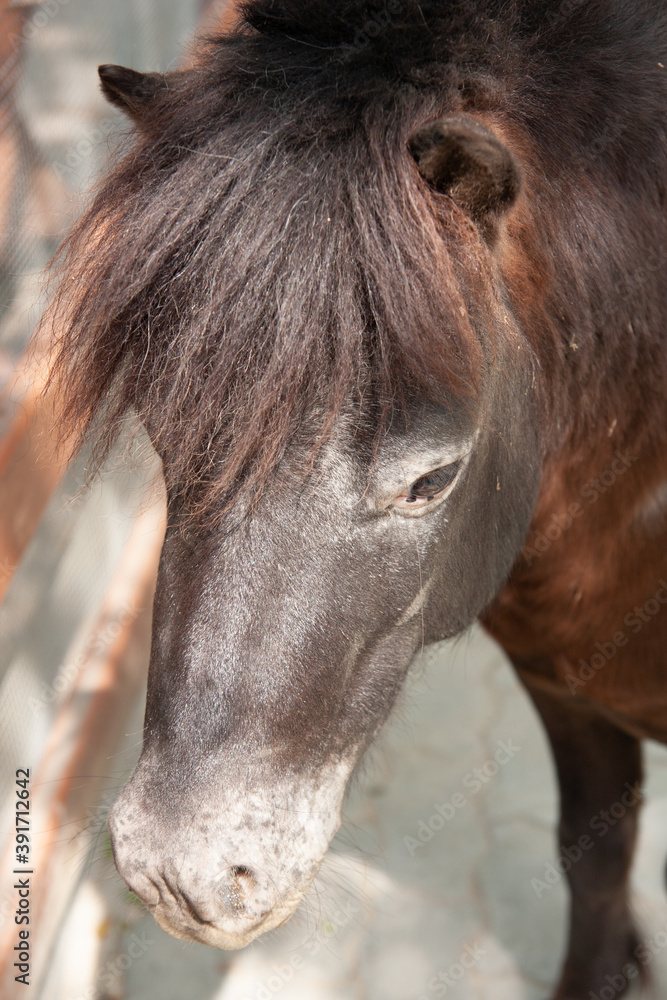 Fototapeta premium Taken from above, brown horse with white eyes