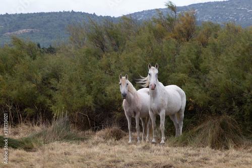 chevaux blancs