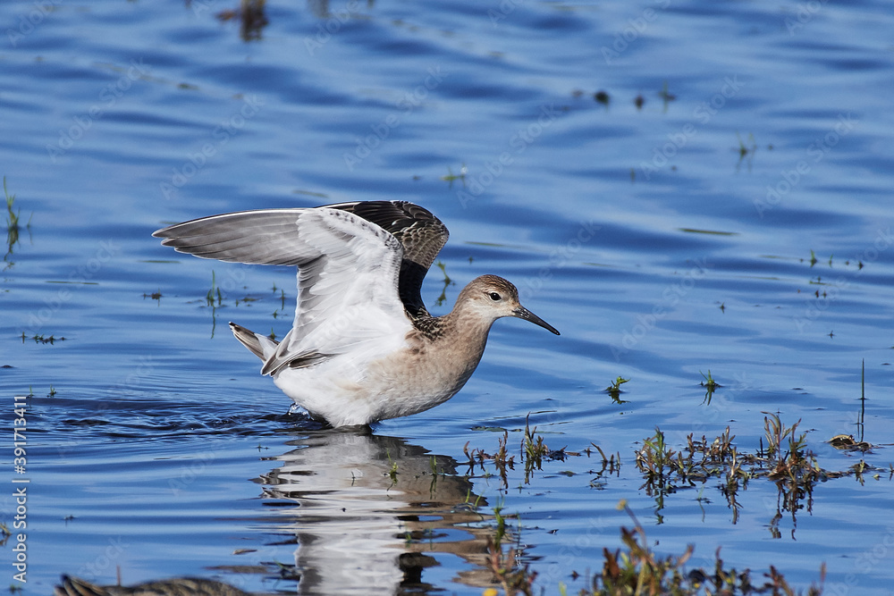 Fototapeta premium Ruff (Calidris pugnax)