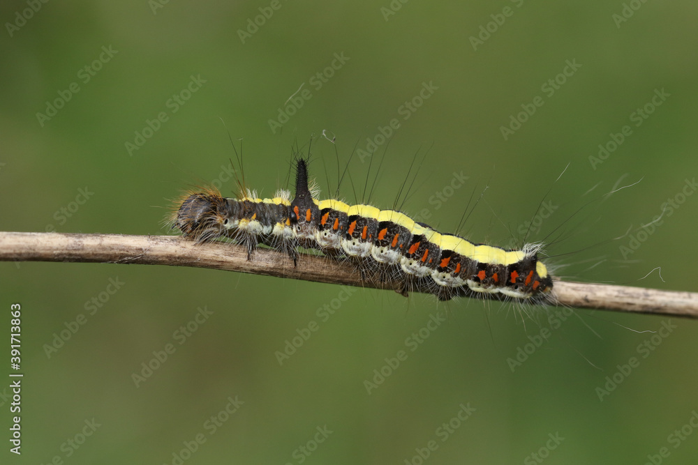 A Grey Dagger Moth Caterpillar, Acronicta psi, walking along a branch in a wooded area. A Grey Dagger Moth Caterpillar, Acronicta psi, walking along a branch in a wooded area.