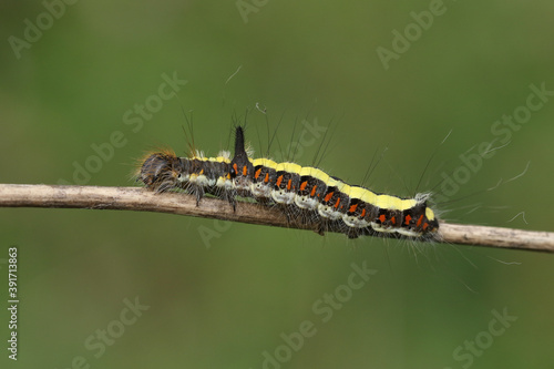 A Grey Dagger Moth Caterpillar, Acronicta psi, walking along a branch in a wooded area.  © Sandra Standbridge