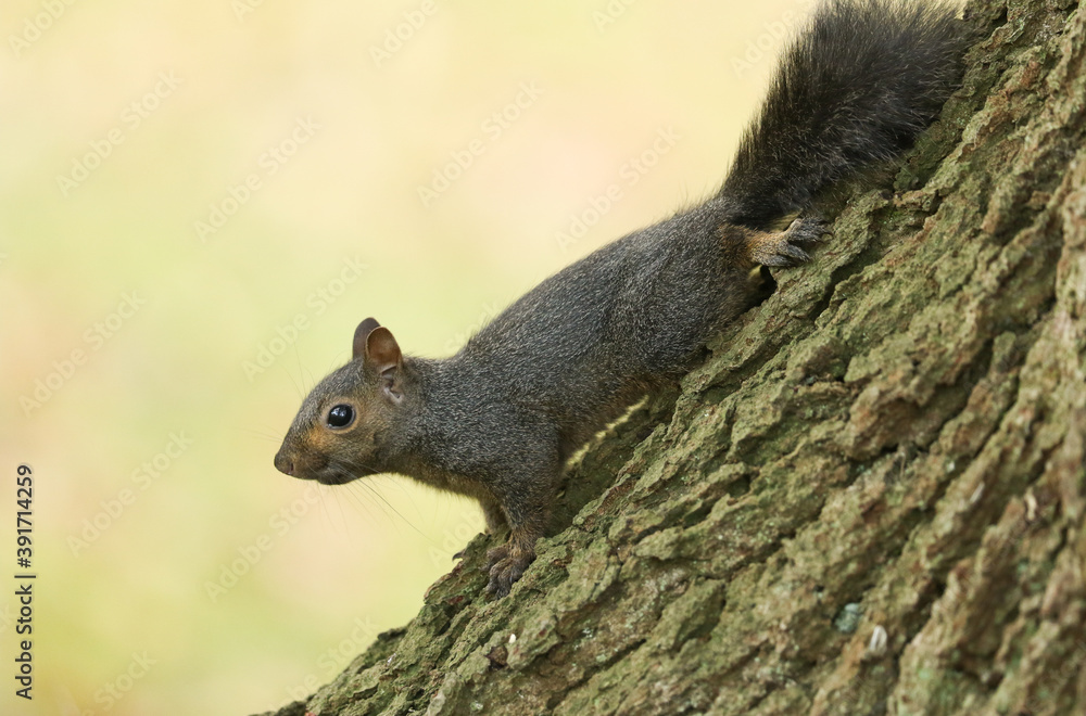 A cute Grey Squirrel, Scirius carolinensis, sitting on a tree trunk. A cute Grey Squirrel, Scirius carolinensis, sitting on a tree trunk.