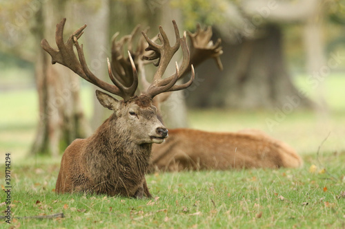 A large stag Red Deer, Cervus elaphus, resting in a meadow during rutting season.