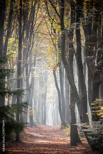 Sunrays through the dancing trees of 'Speulder- and Sprielderbos'. The Veluwe in Autumn, the Netherlands. photo