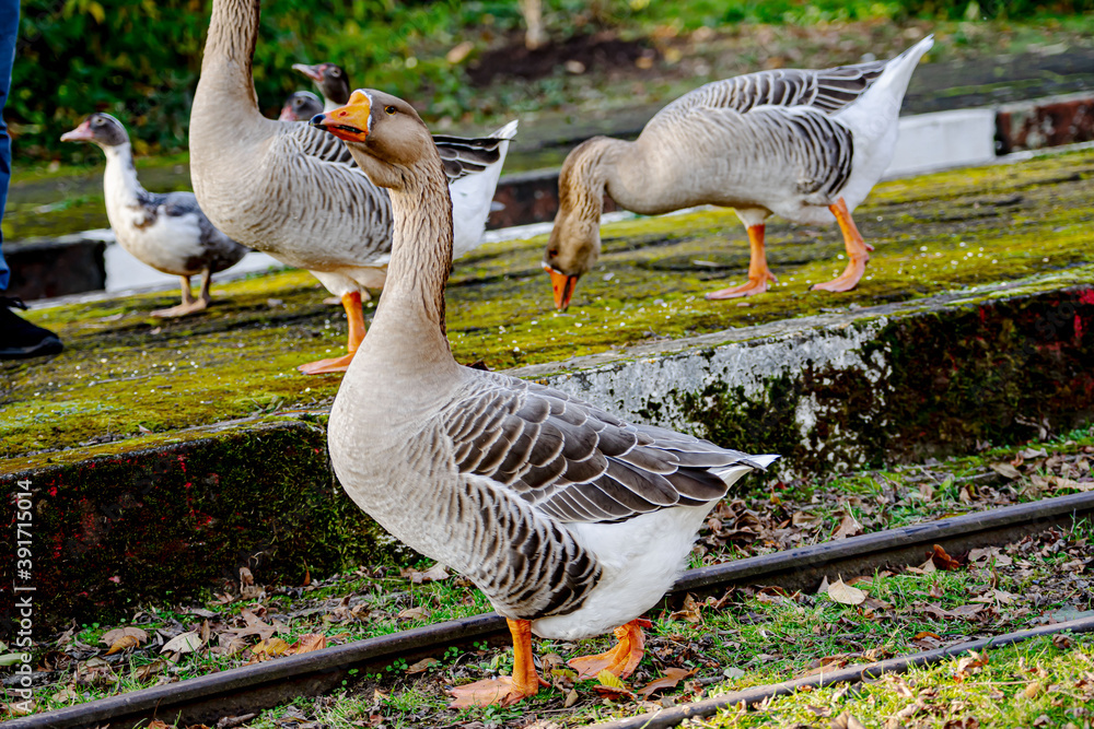 Gans-Graugans
