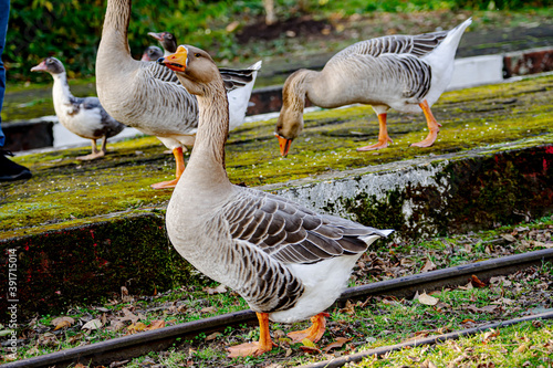 Obraz na płótnie Gans-Graugans w salonie