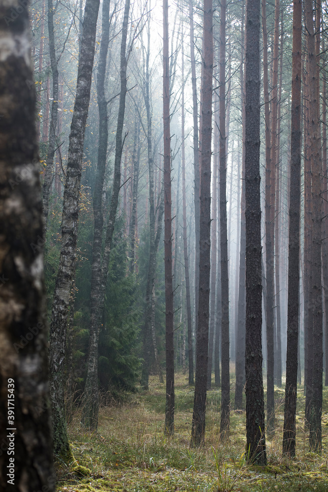 Birches, pines and spruces covered in morning mist. Mystical mood in beautiful forests in Masurian region, Poland. Selective focus on the tree trunks, blurred background.