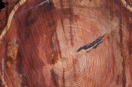 Cross section of an aged pine tree