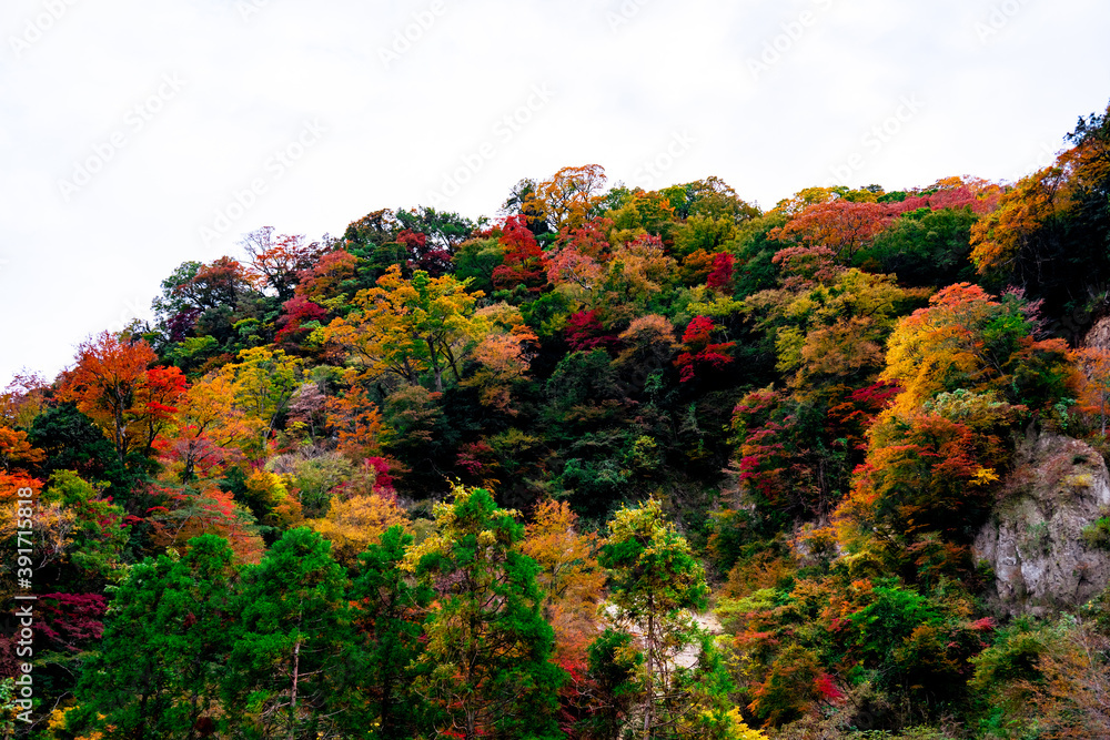 九酔渓の紅葉