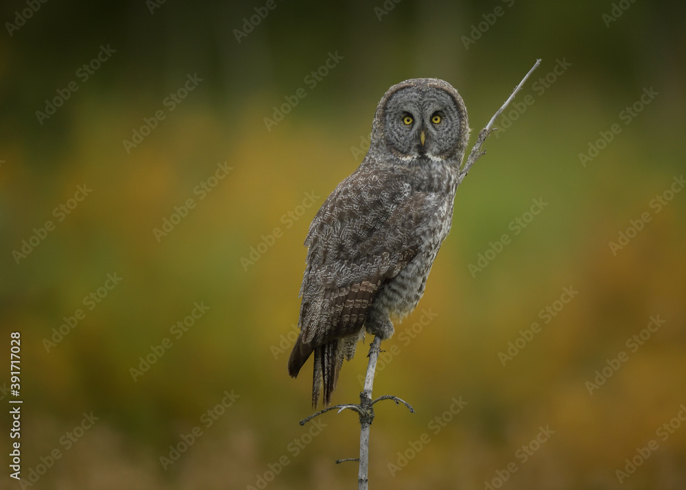 Fototapeta premium Great Grey Owl perched in the field