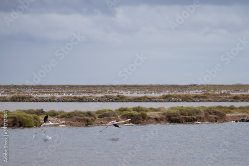 Vols de flamands