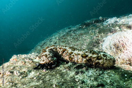 Marbled sea cucumber