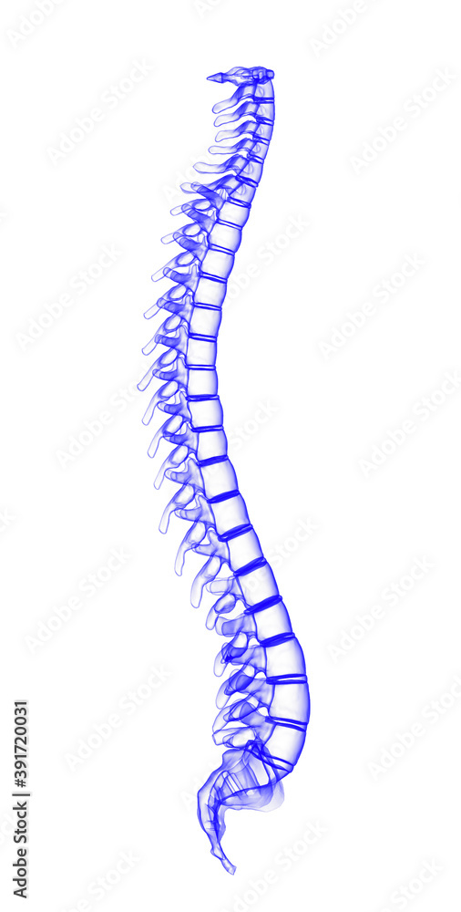 3d illustration human vertebral column
3d illustration human vertebral column