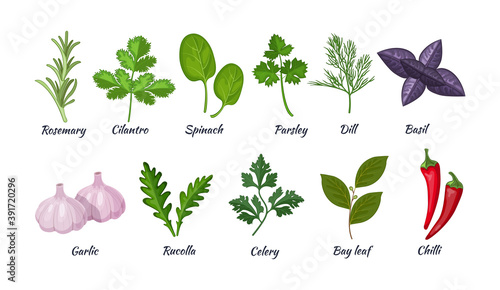 Culinary herbs set. Natural culinary herbs and spices for cooking, eating, food. Rosemary, cilantro, spinach, parsley, dill, basil, garlic, rucolla, celery, bay leaf, chili