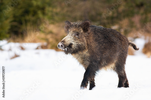 Wild boar, sus scrofa, walking on snowy meadow in wintertime nature. Brown dirty snout going on snow in winter. Hairy swine marching on white pasture.