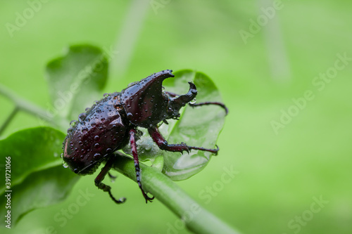 Japanese rhinoceros beetle with green blur background when it rains
