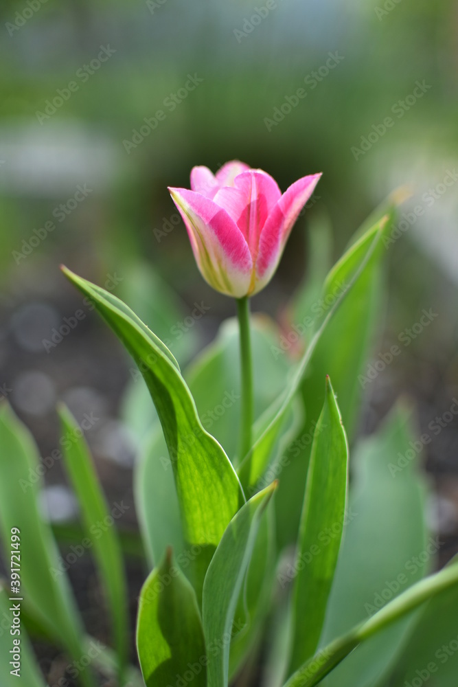 Fototapeta premium Pink tulip. Photo taken with selective focus.