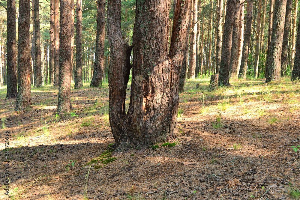 Pine trunk in the pine forest close-up Pine trunk in the pine forest close-up