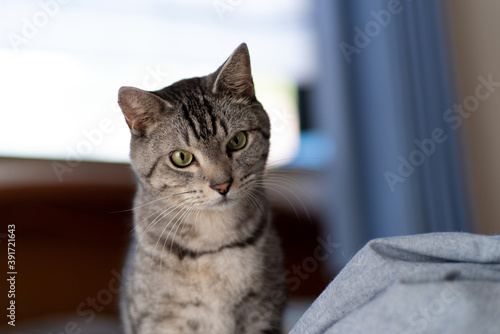 何かに興味を示す猫ちゃん サバトラ猫