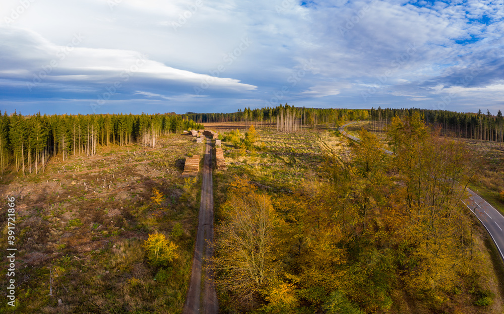 Baumsterben Harz gerodete Waldflächen