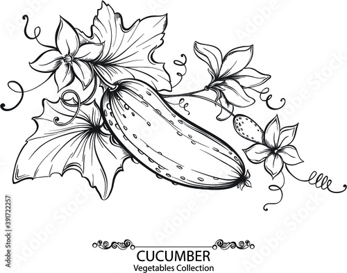 Vector hand drawing illustration of cucumbers and flower on a branch isolated on white background. Collection of vegetables