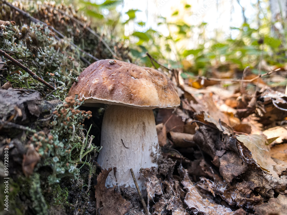 Fototapeta premium Mushroom Boletus edulis grow in the forest.