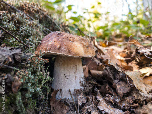 Mushroom Boletus edulis grow in the forest.