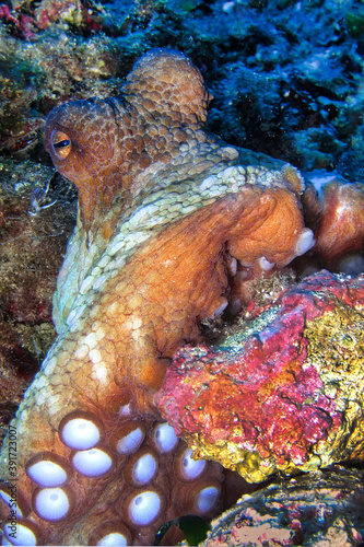 Common Octopus, Octopus vulgaris, Cabo Cope-Puntas del Calnegre Natural Park, Mediterranean Sea, Murcia, Spain, Europe