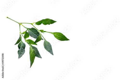 close up of chilli green leaves isolated on white background with copy space for texting. 