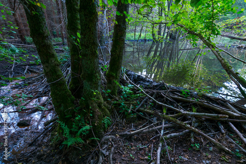 River Dam  Beaver Reintroduction  Rur River  North Eifel Territory  Eifel Region  Germany  Europe