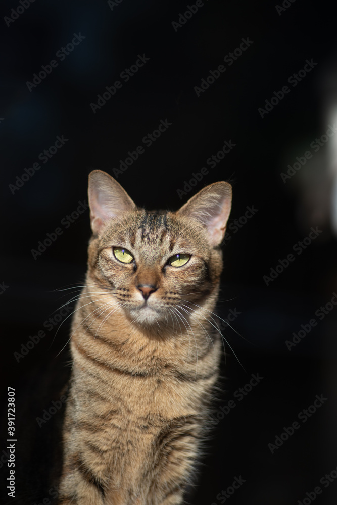 Obraz premium 真っすぐ見つめる美しい猫 キジトラ猫