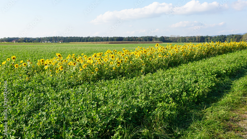 Sonnenblumenfeld mit schöner Landschaft, Landschaftsbild, Landwirtschaft, Sonnenblume, draußen