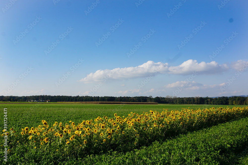 Landschaftsbild mit viel Platz für Text, Himmel blau, Sonnenblumenfeld unten, Blau, gelb, grün