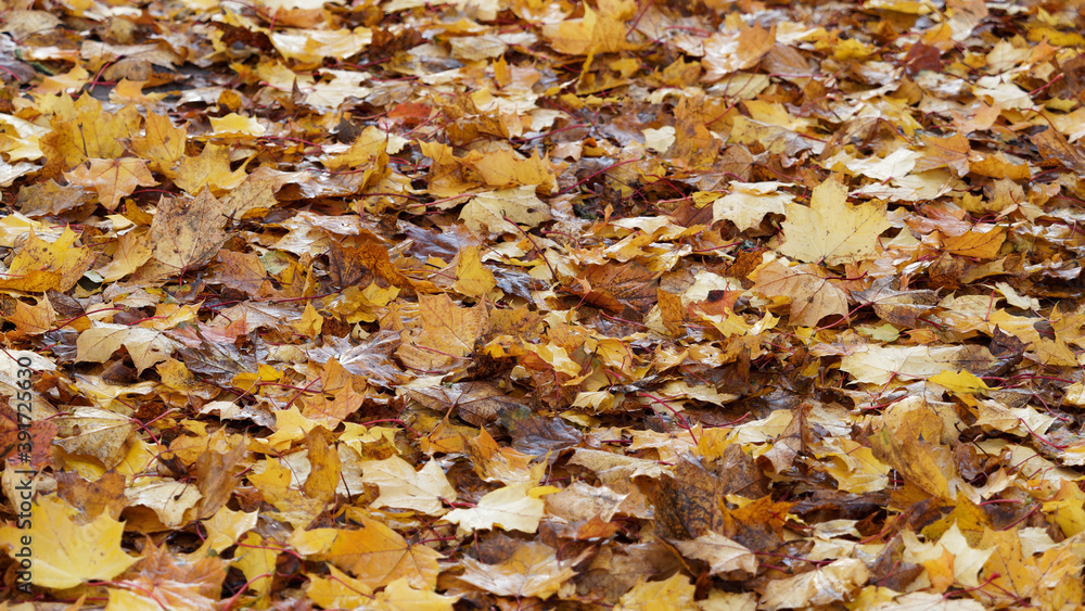 Tapis de grandes feuilles mortes de platane, platanus hispanica aux couleurs d'automne Tapis de grandes feuilles mortes de platane, platanus hispanica aux couleurs d'automne