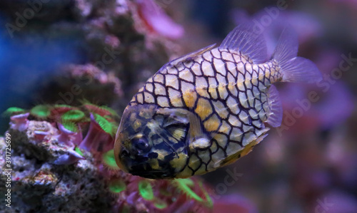 Close-up view of a pinecone fish (Monocentris japonica) photo