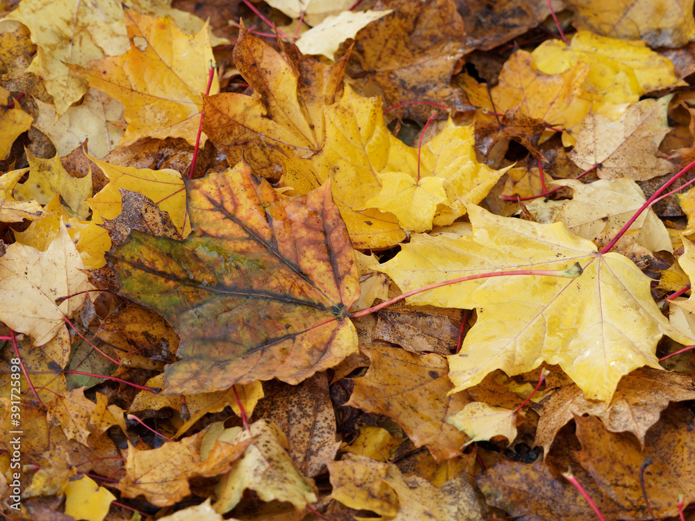 Tapis de grandes feuilles mortes de platane, platanus hispanica aux couleurs d'automne Tapis de grandes feuilles mortes de platane, platanus hispanica aux couleurs d'automne
