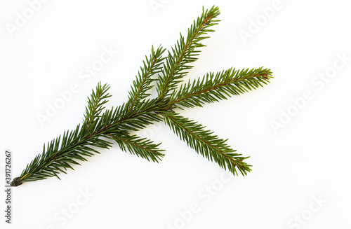spruce branch on white background
