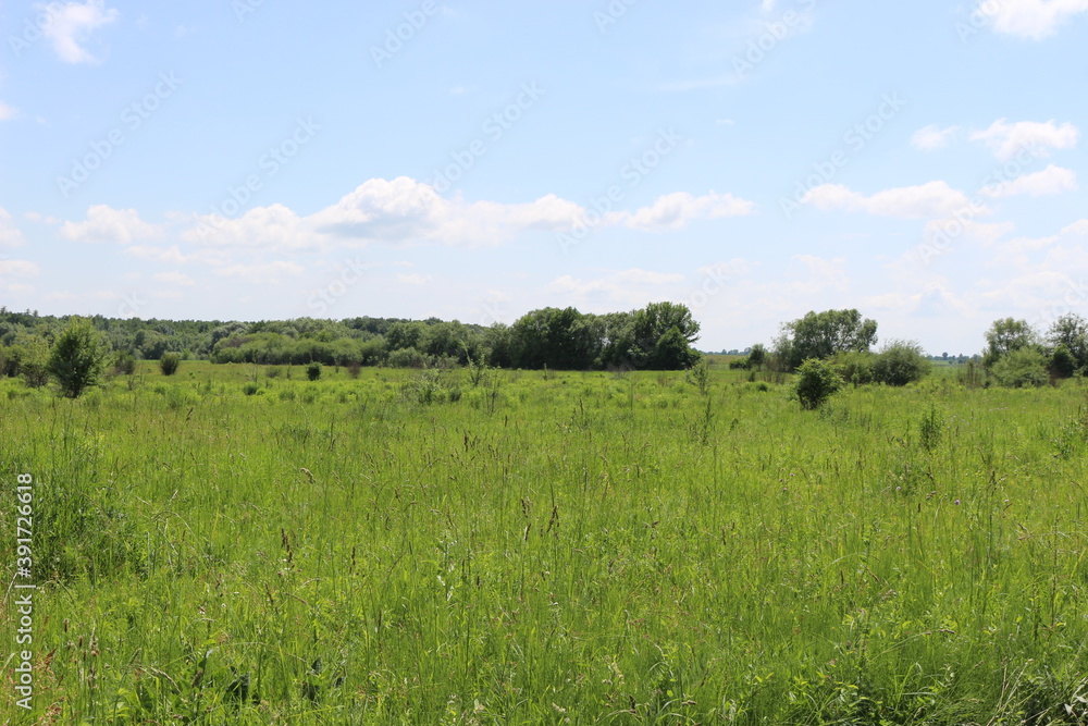 
The shrub grows on the edge of the forest. Everything around is greener.