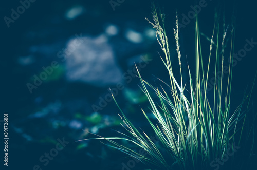 green grass on a dark blurry background. selective focus