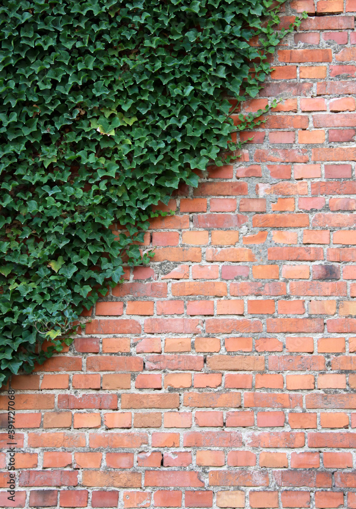 Brick wall with ivy plant as background
