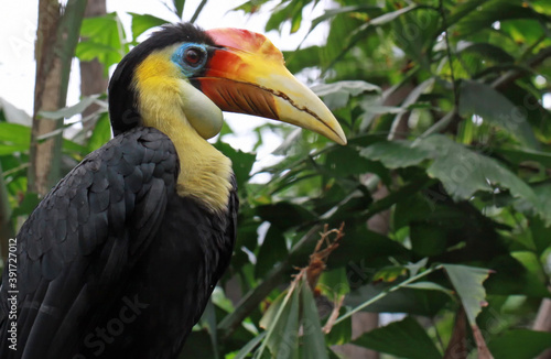 Close-up view of a Wrinkled Hornbill (Aceros corrugatus)