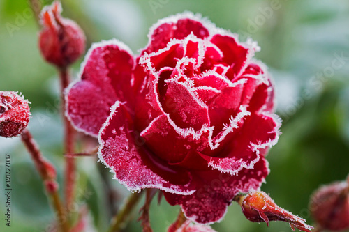 Rose in frost. Well, the first frosts broke out and froze all the beauty in nature.