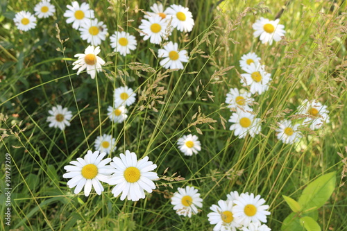  White daisies bloomed in the meadow and in the summer garden