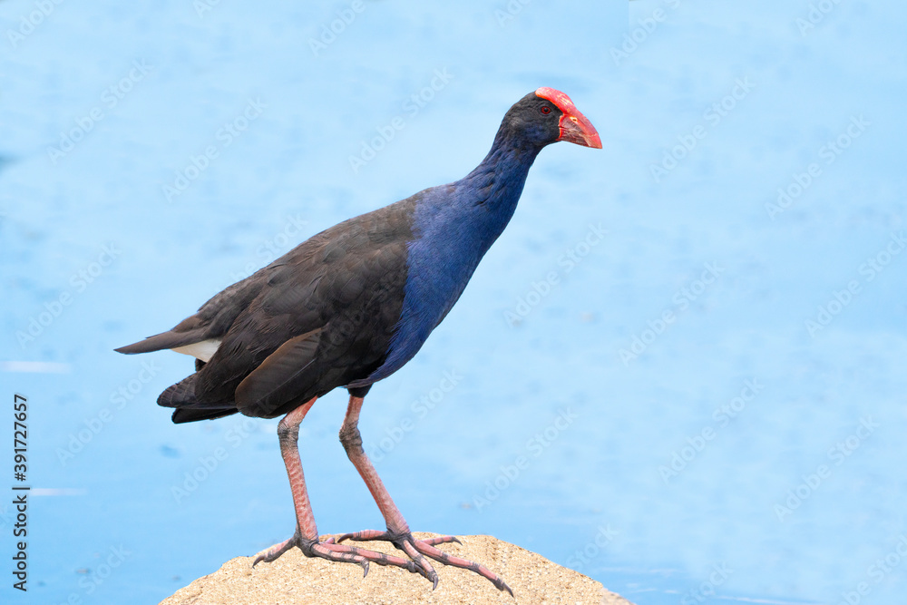 Purple swamp hen standing on a rock beside a lake Purple swamp hen standing on a rock beside a lake