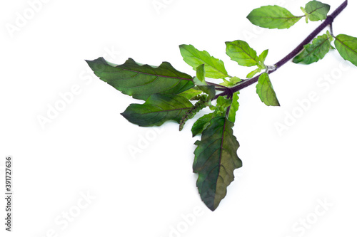 Holy basil leaves isolated on white background. Ocimum tenuiflorum