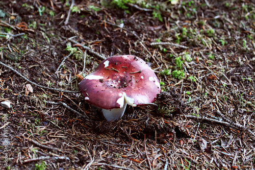 Pilz im Wald,roter Pilz,Pilze,Natur,Natur im Herbst