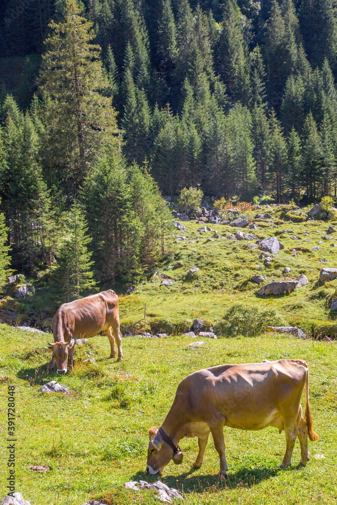 Cows eating grass at Alps in the Switzerland