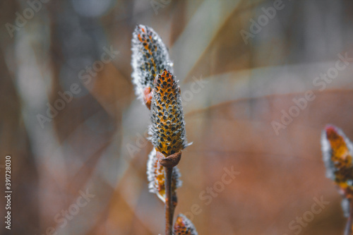 Pussy willow branches with white catkins growing. Young buds of wild willow plant in nature. Blurred background